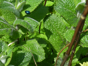 Primavera silenciosa