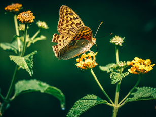 La agroecologÃa puede ayudar a mantener el calentamiento global por debajo de los 2°C