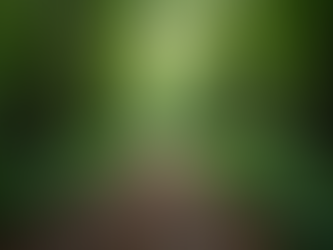 Understanding Soul Families: A Journey to Connection