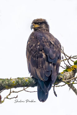 dsc_2673_jpg-denoise-denoise