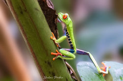 red-eyed tree frog