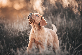Puppy stands in the heath and looks up at the sky