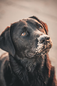 Hundeportrait