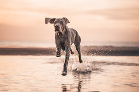 Hund rennt durch Wasser am Meer in Holland