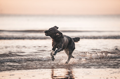 Hund läuft durch Meer