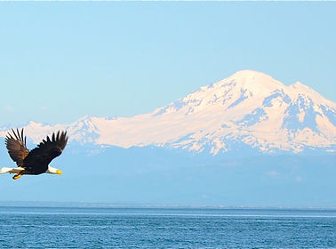 Eagle Mount Baker.jpg