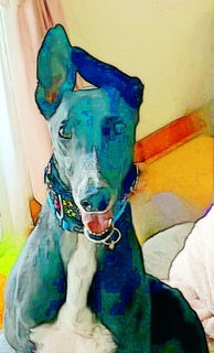 importance of having a comfortable bed for your greyhound
