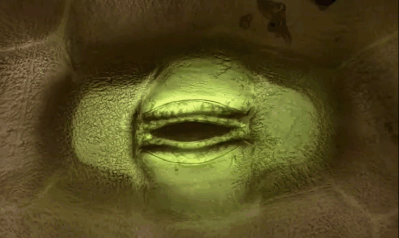 plantas-bocas-estomas.gif_fit=800,478&ssl=1.gif