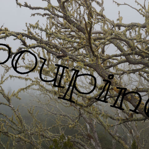 mossy trees in fog la réunion france_poupinespix.jpg