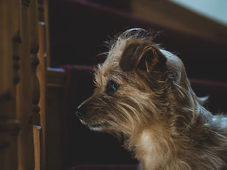 Pet photographer meath, pawtraits, pet portrait, dog photography, rescue dog meath, terrier dog