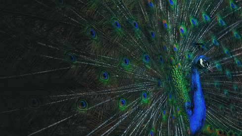 Peacock, Ireland