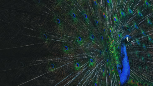 Peacock, Ireland