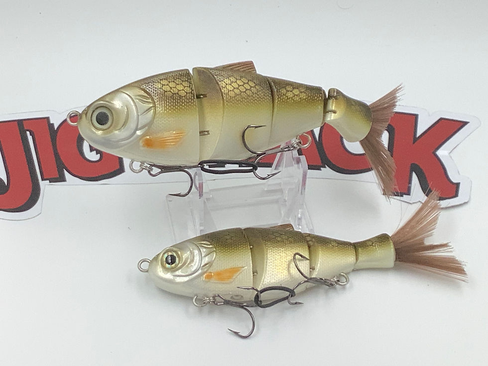 NEW Golden shiner