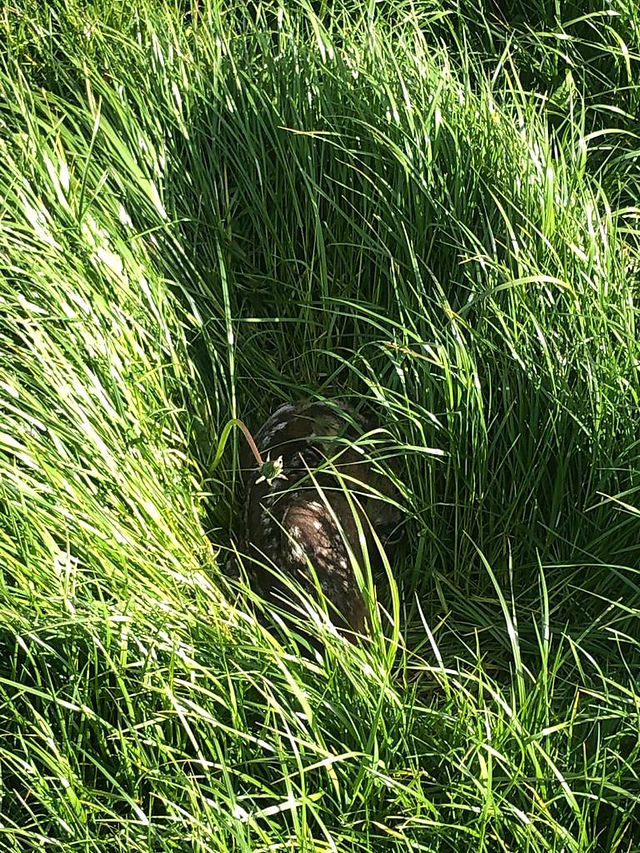 Rehkitz 2 im Gras