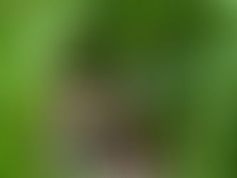 Einsatz 25.05.2020 - 4 Kitze gesichert