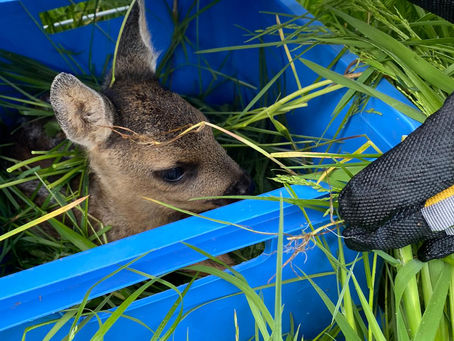 Einsatz 24.05.2020 - 4 Kitze gesichert