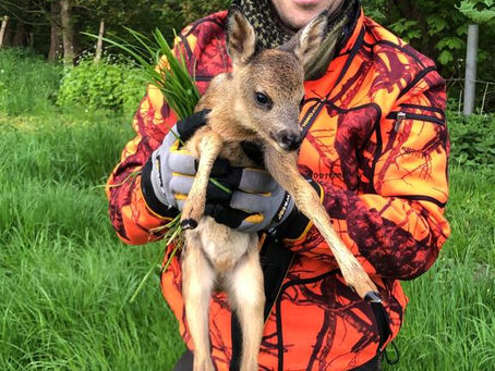 17. Mai 22, drei Kitze gesichert