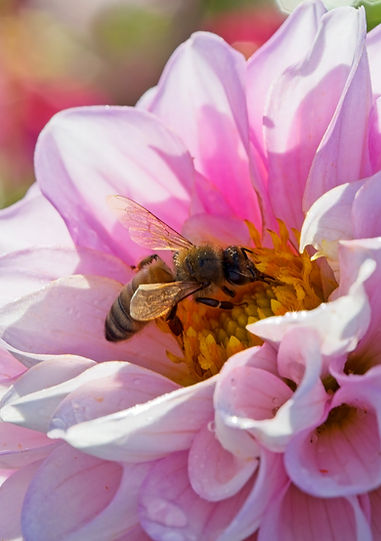 Natures Little Helper