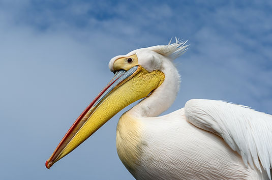 Impressive Bird