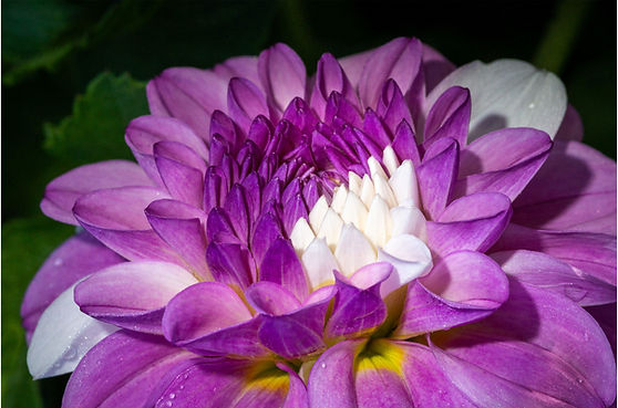 Pink, White and a Dash of Yellow