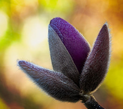 A Touch of Frost