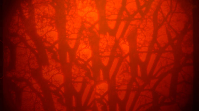 An autumnal photo and video shoot with a female folk signer