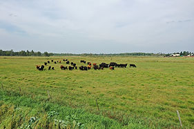 DJI_0050.JPG