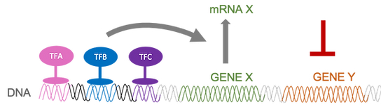generegulation_edited_edited.png