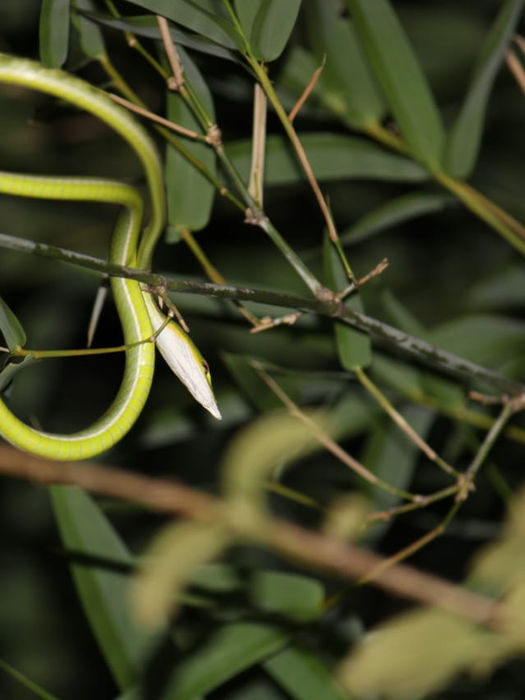 Slender green snake on bamboo