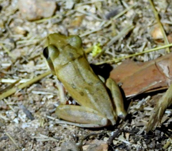 Light brown frog on dry, leafy ground
