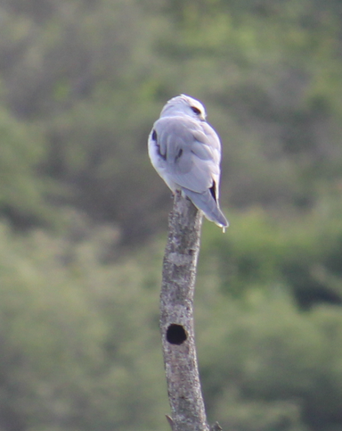Black shouldered Kite
