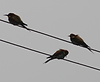 European Bee eater.png
