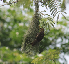 Baya Weaver
