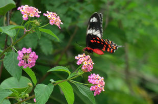 Red, black, white butterfly on pink flowers