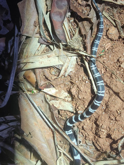 A juvenile common krait on sandy ground.