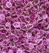 2.4m x 2.4m Hot Pink Flower Wall