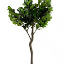 Fig Artificial 9ft Tree (2.7m)