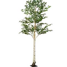 Artificial Birch Tree