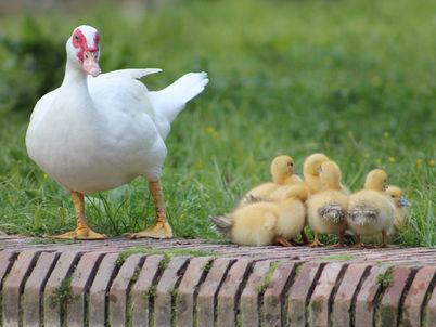 Patitos at Parque de María Luisa