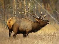 he New Electronic Game CheckingSystem for West Virginia