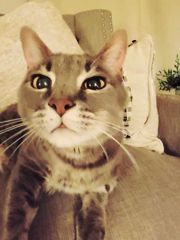 What I've learned from my cat about migraine life