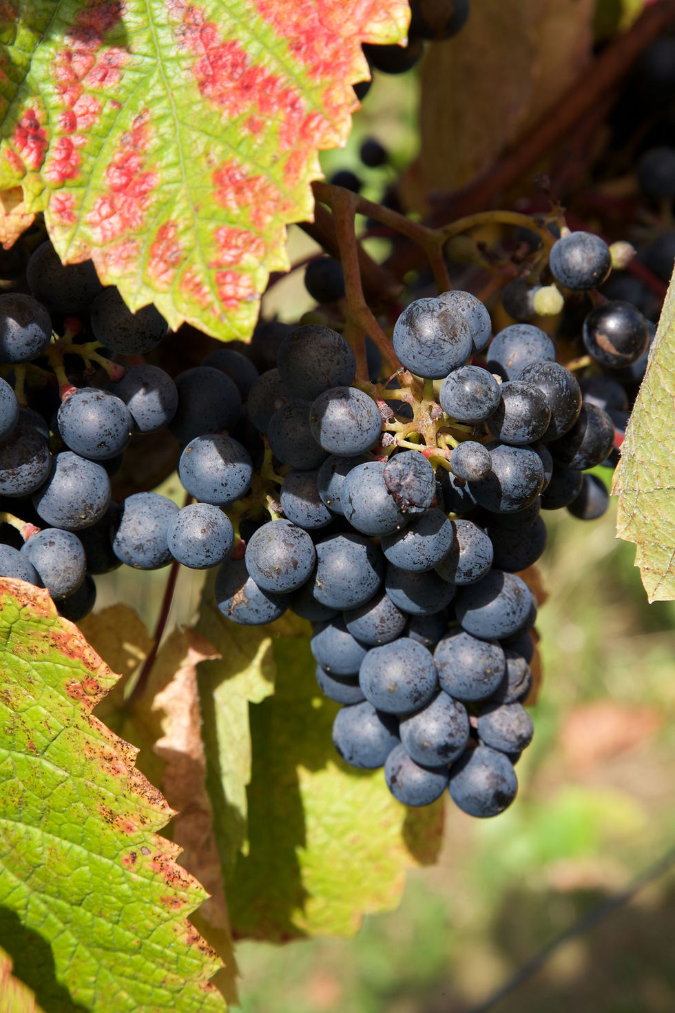Another harvest with good weather