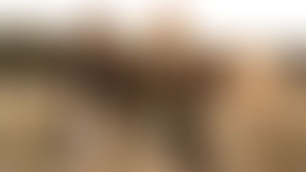 What Only Cicadas See - Review