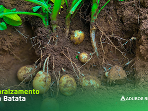 Enraizamento da cultura da batata
