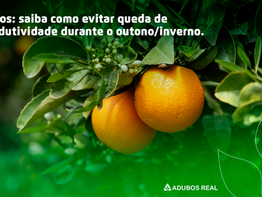 Citros: saiba como evitar queda de produtividade durante o outono/inverno
