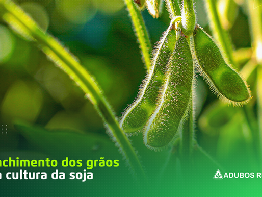 Enchimento dos grãos na cultura da soja