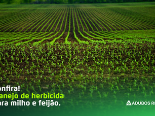 Confira! Manejo de herbicida para milho e feijão.