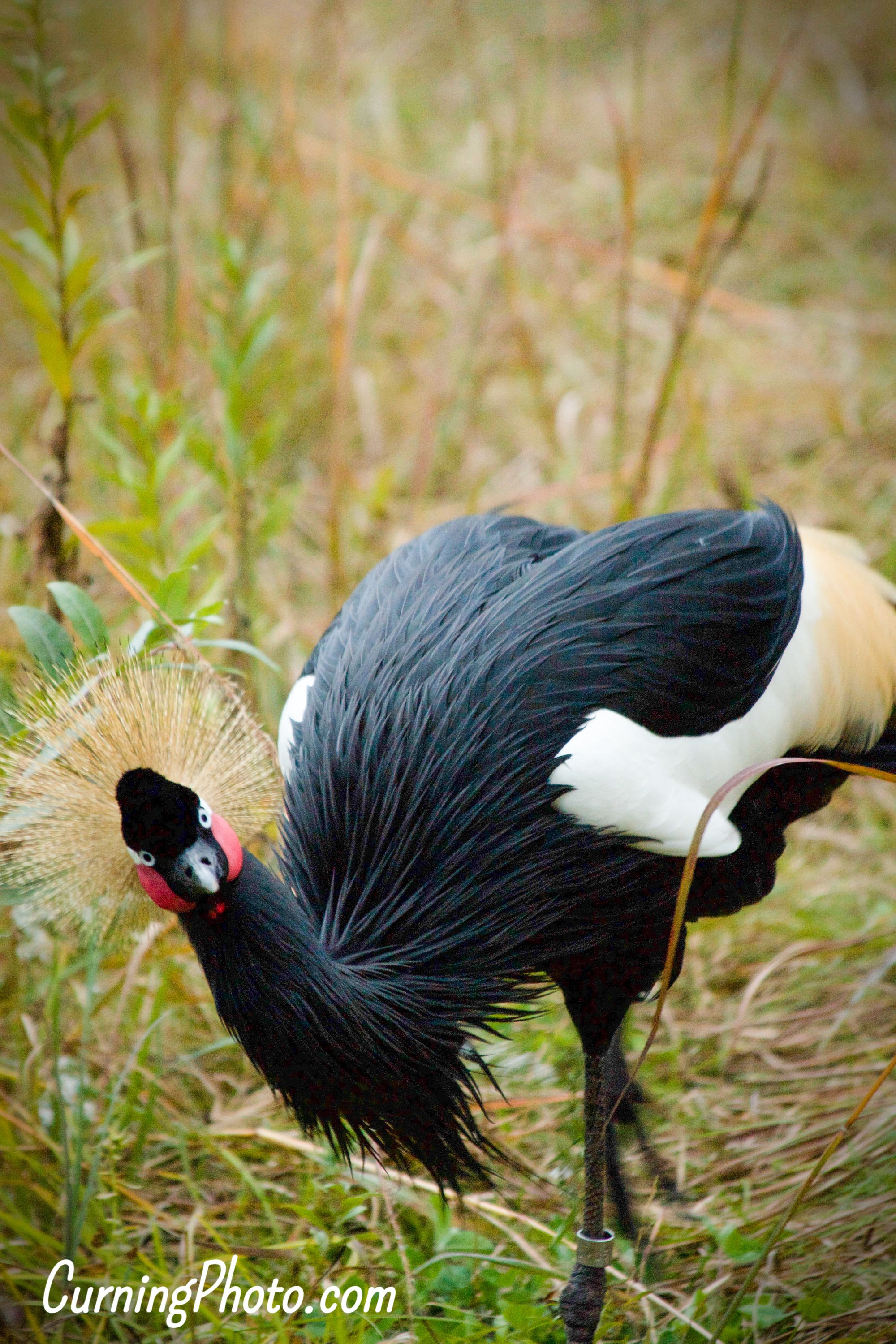 Curious Crane (Baraboo, WI)