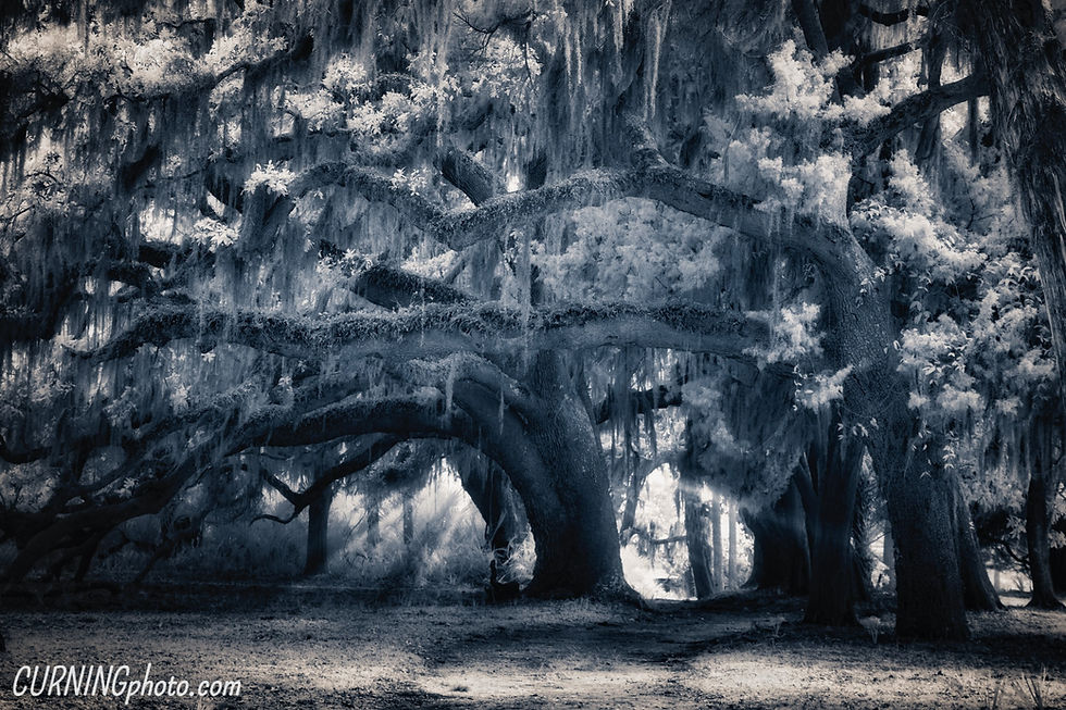 Infrared Live Oaks Close (Cumberland Island, Georgia)