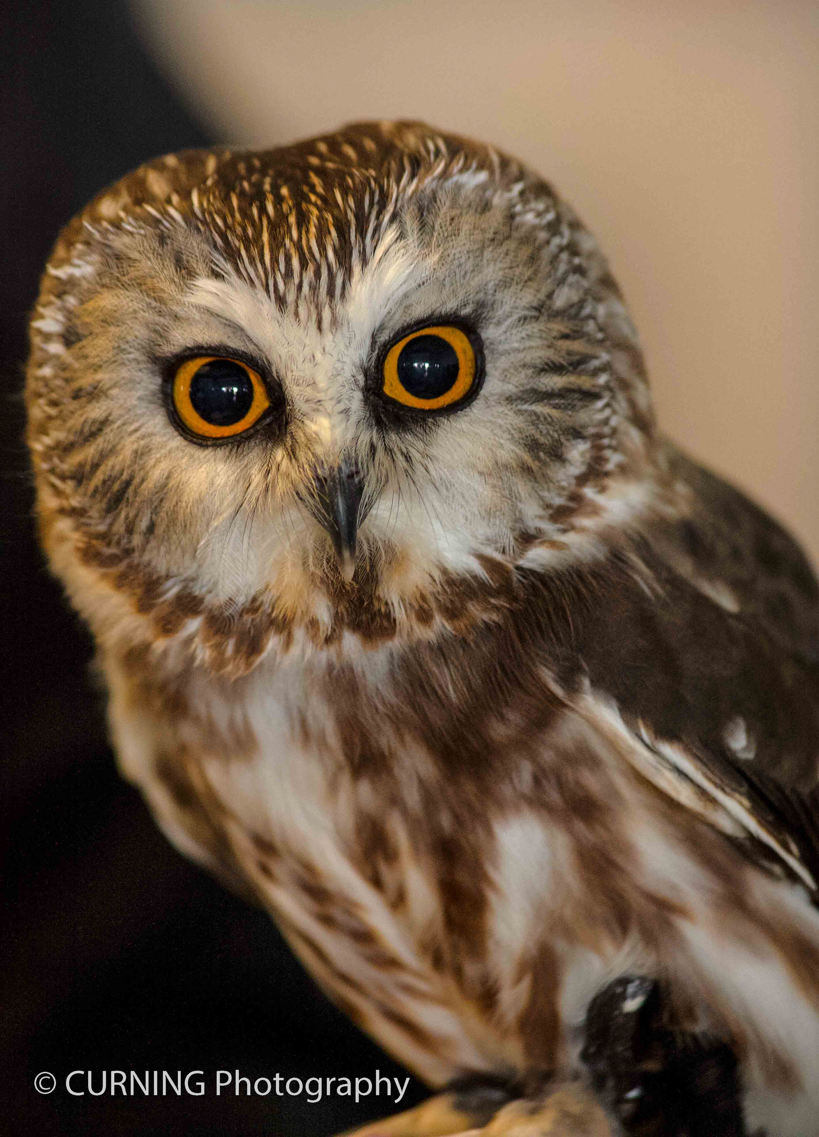 Saw-whet Owl (Blue Mounds, WI)